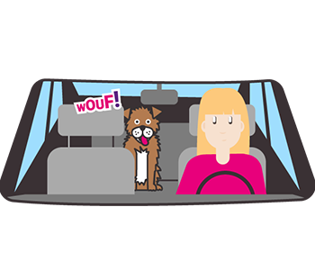 chien voiture